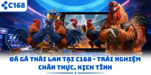 Đá Gà Thái Lan Tại C168 - Trải Nghiệm Chân Thực, Kịch Tính